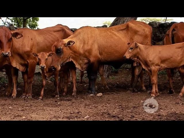 Chino Santandereano Sığırı