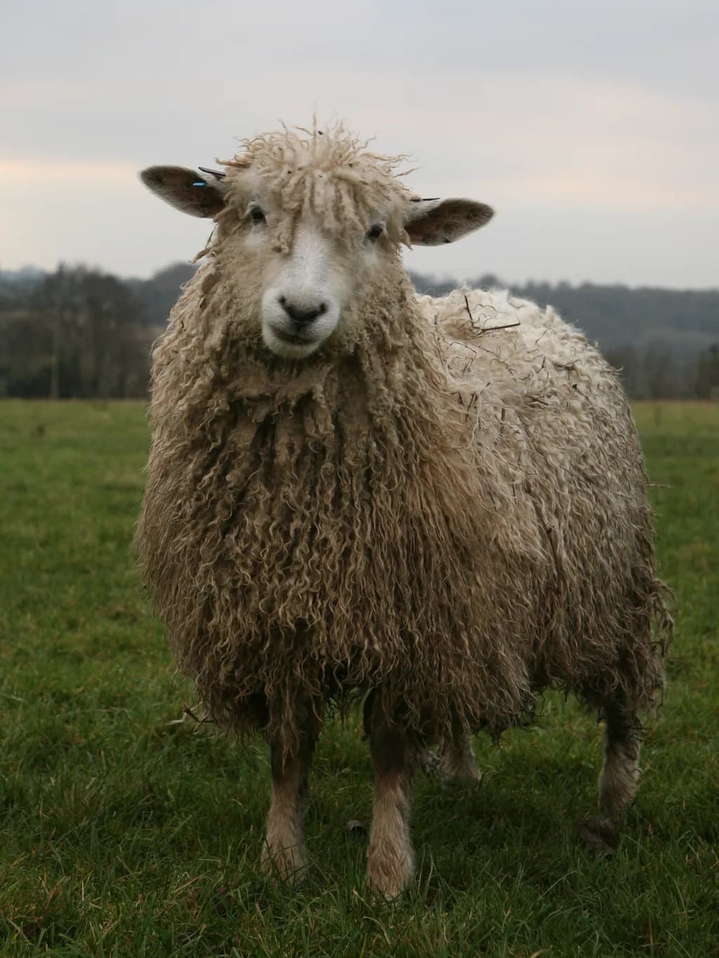 Cotswold Koyunu