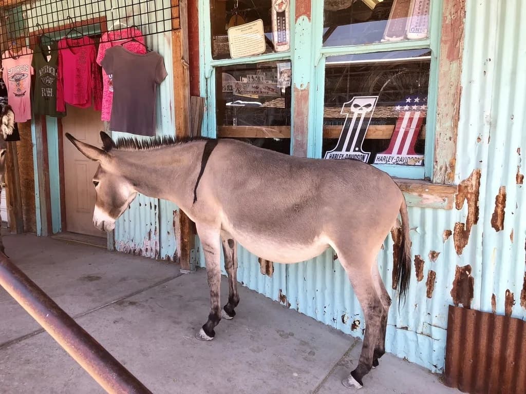 Cyprus Donkey