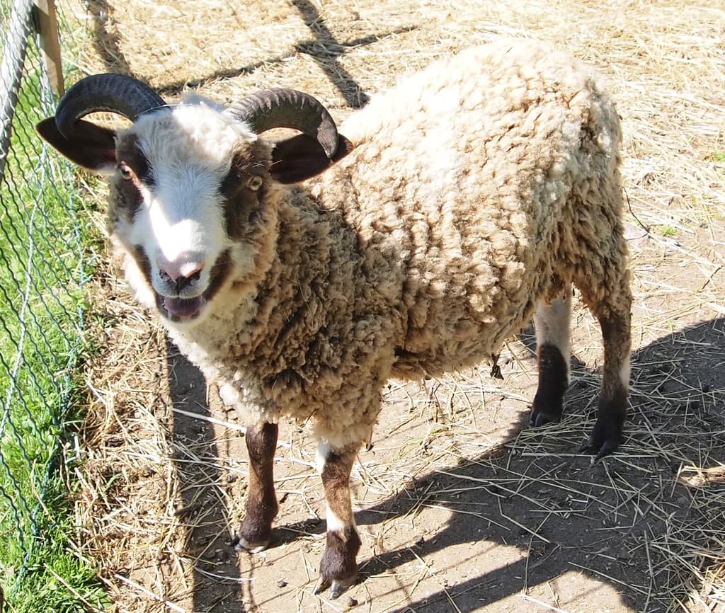 Finnsheep Koyunu