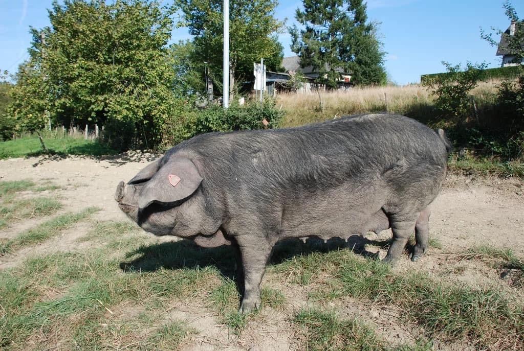 Gaskon Domuzu
