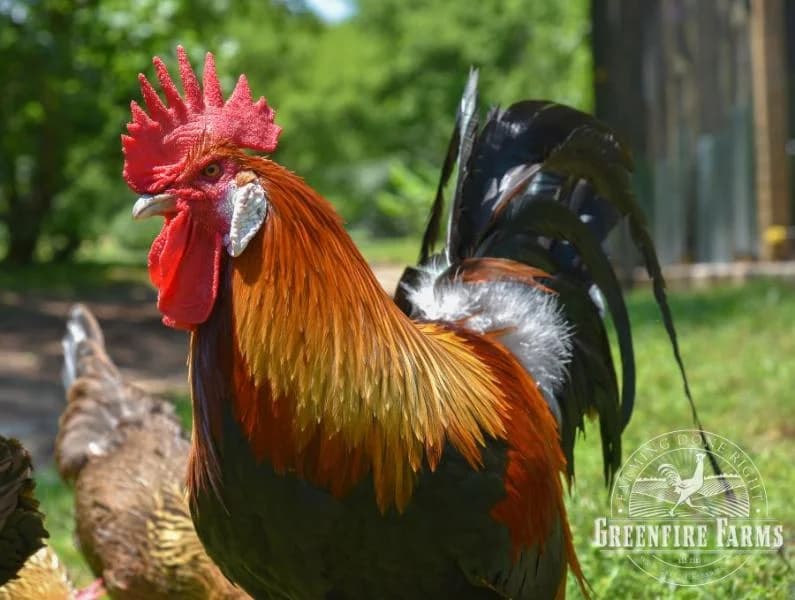 Gauloise Dorée Tavuğu