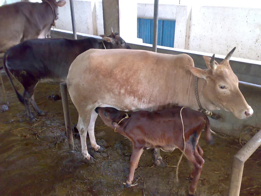 Kasaragod Cüce Sığırı