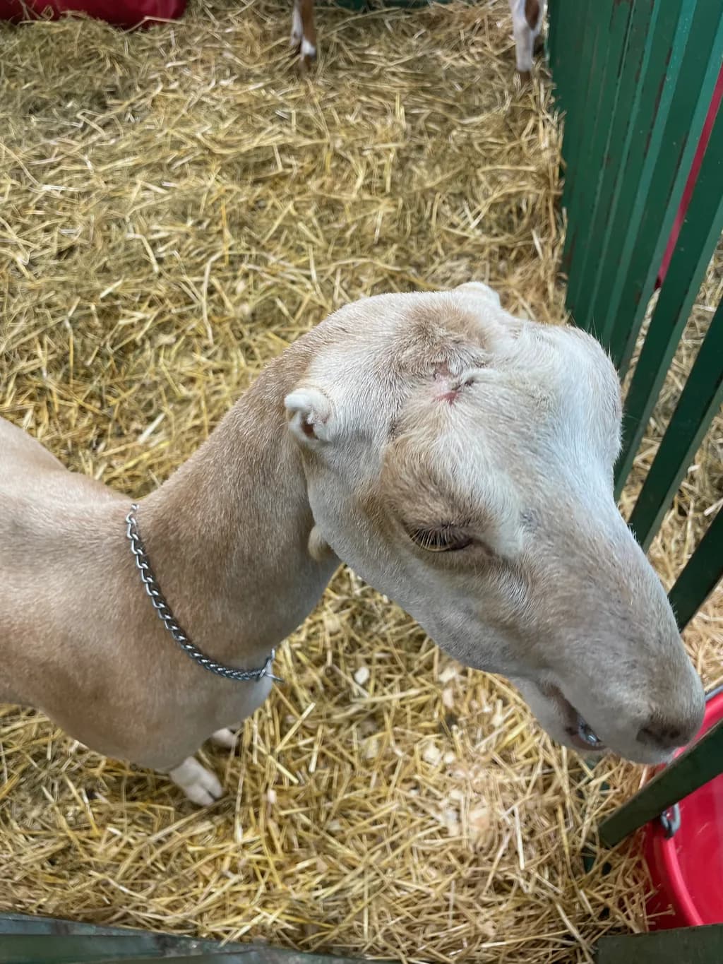 LaMancha Keçisi
