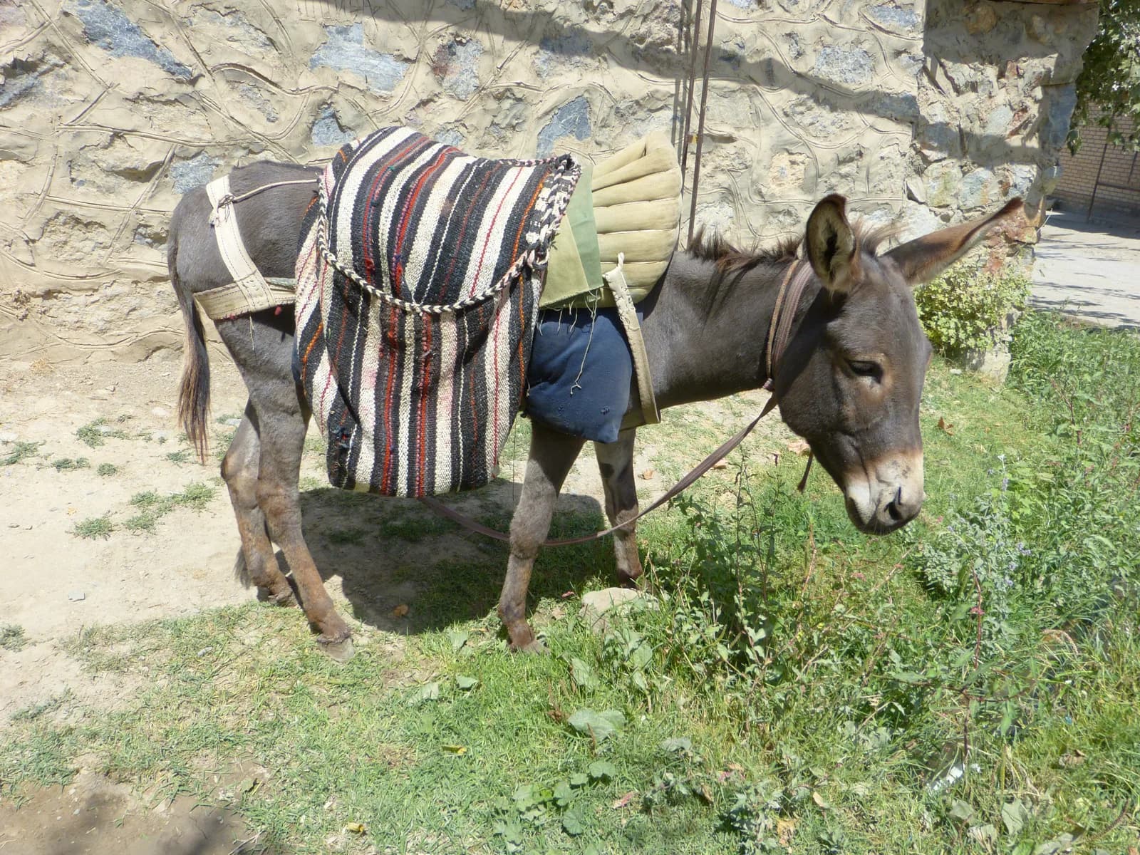 Libya Eşeği