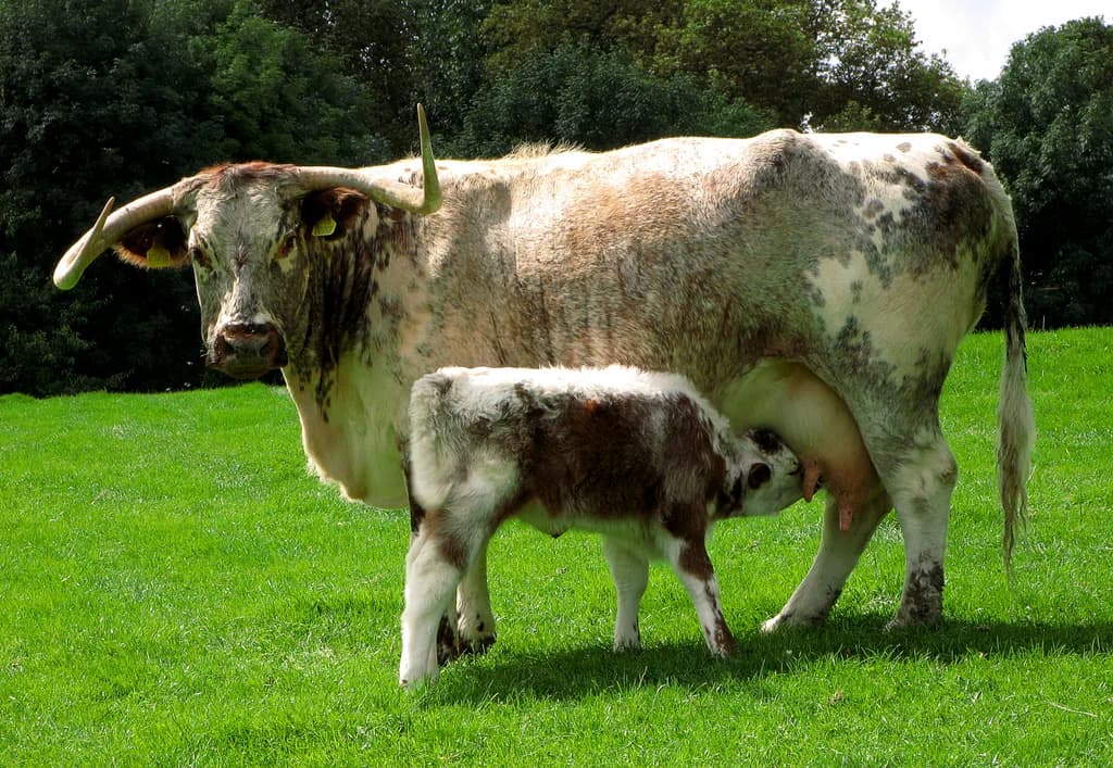 İngiliz Longhorn Sığırı