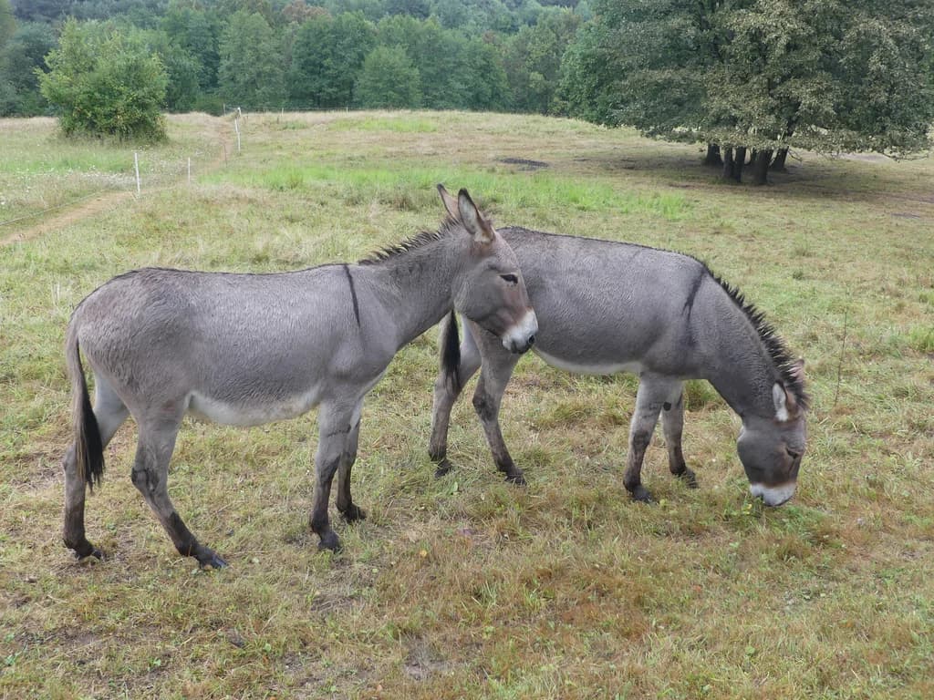 Magyar Parlagi Szamár