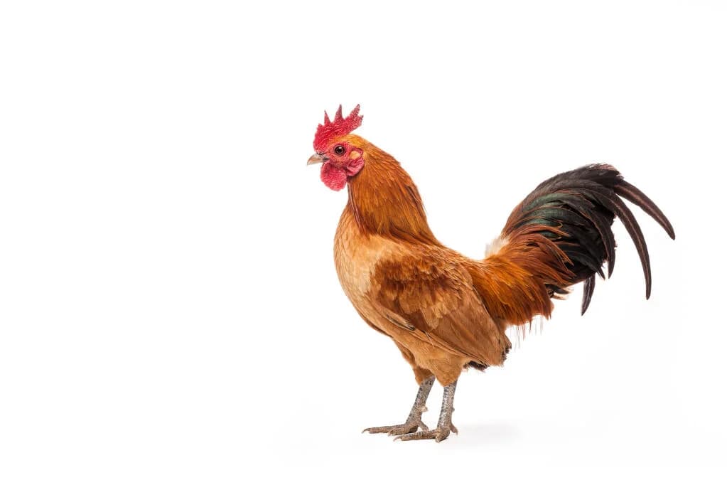Nankin Bantam Tavuğu
