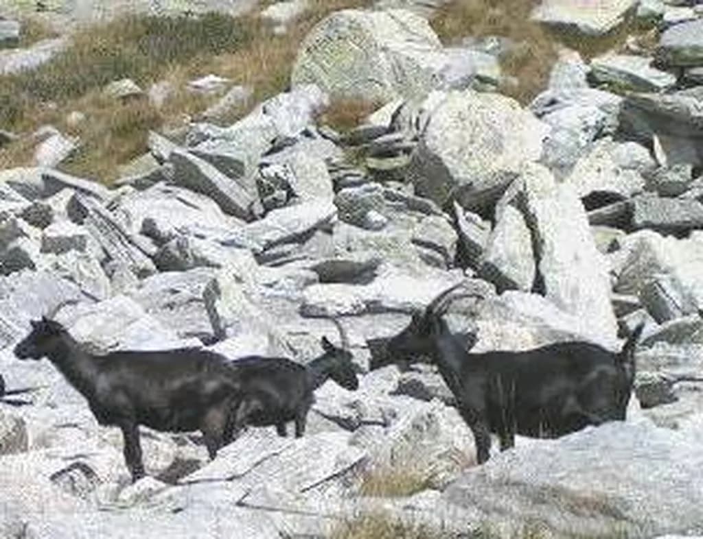 Nera Verzasca Keçisi