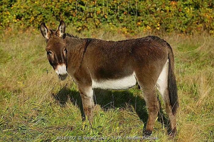Âne Normand Eşeği