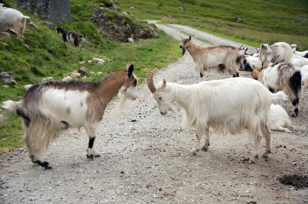 Norveç Keçisi
