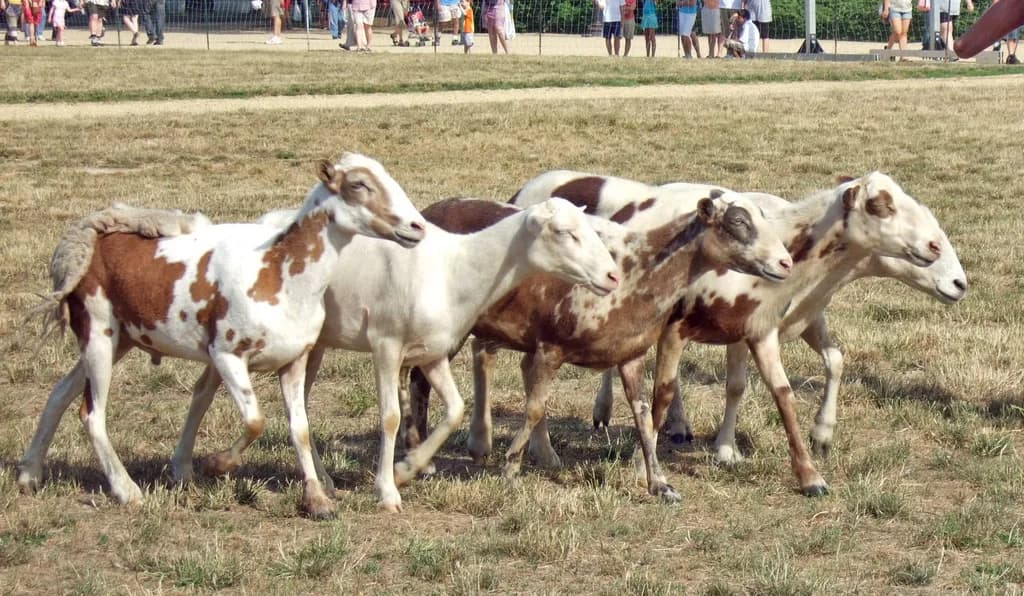 Pelibüey Koyunu