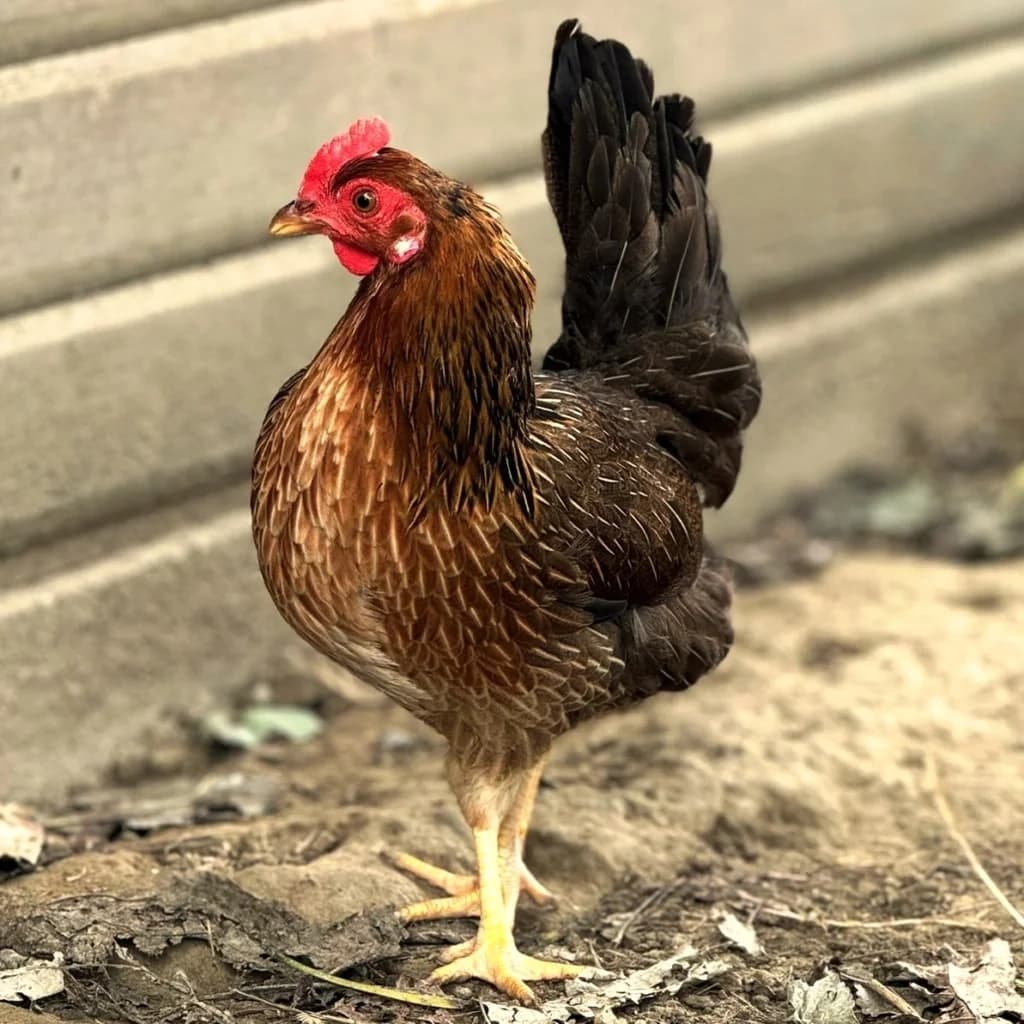 Pepoi Tavuğu