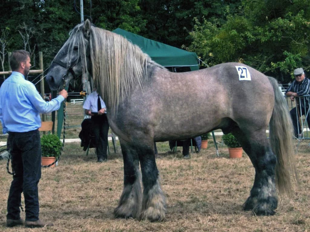 Poitevin Katır Atı