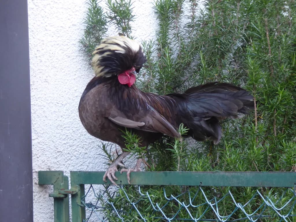 Polonya Tepeli Tavuğu