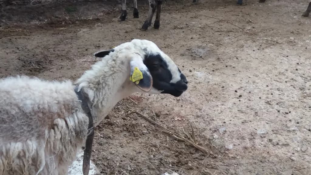 Sakız