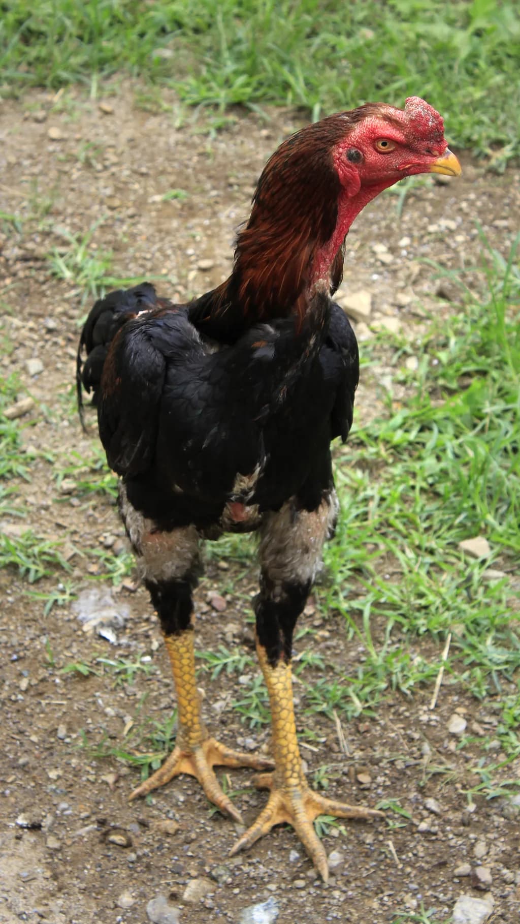 Shamo Tavuğu