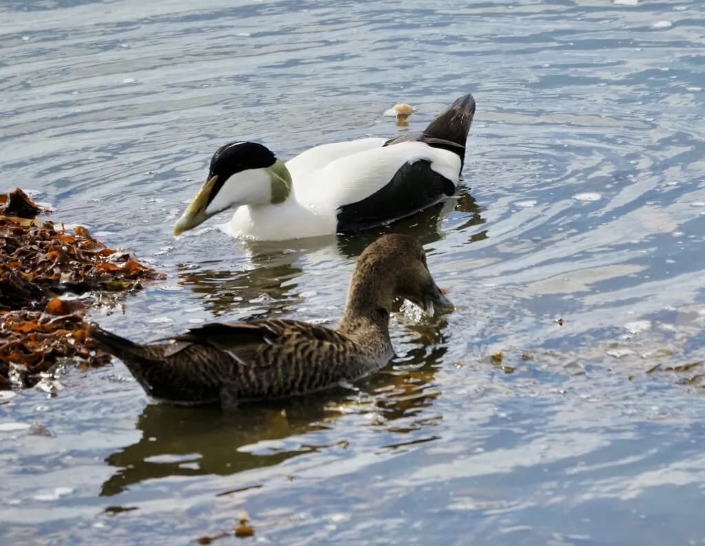 Shetland Duck