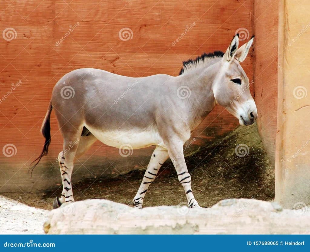 Somali Eşeği
