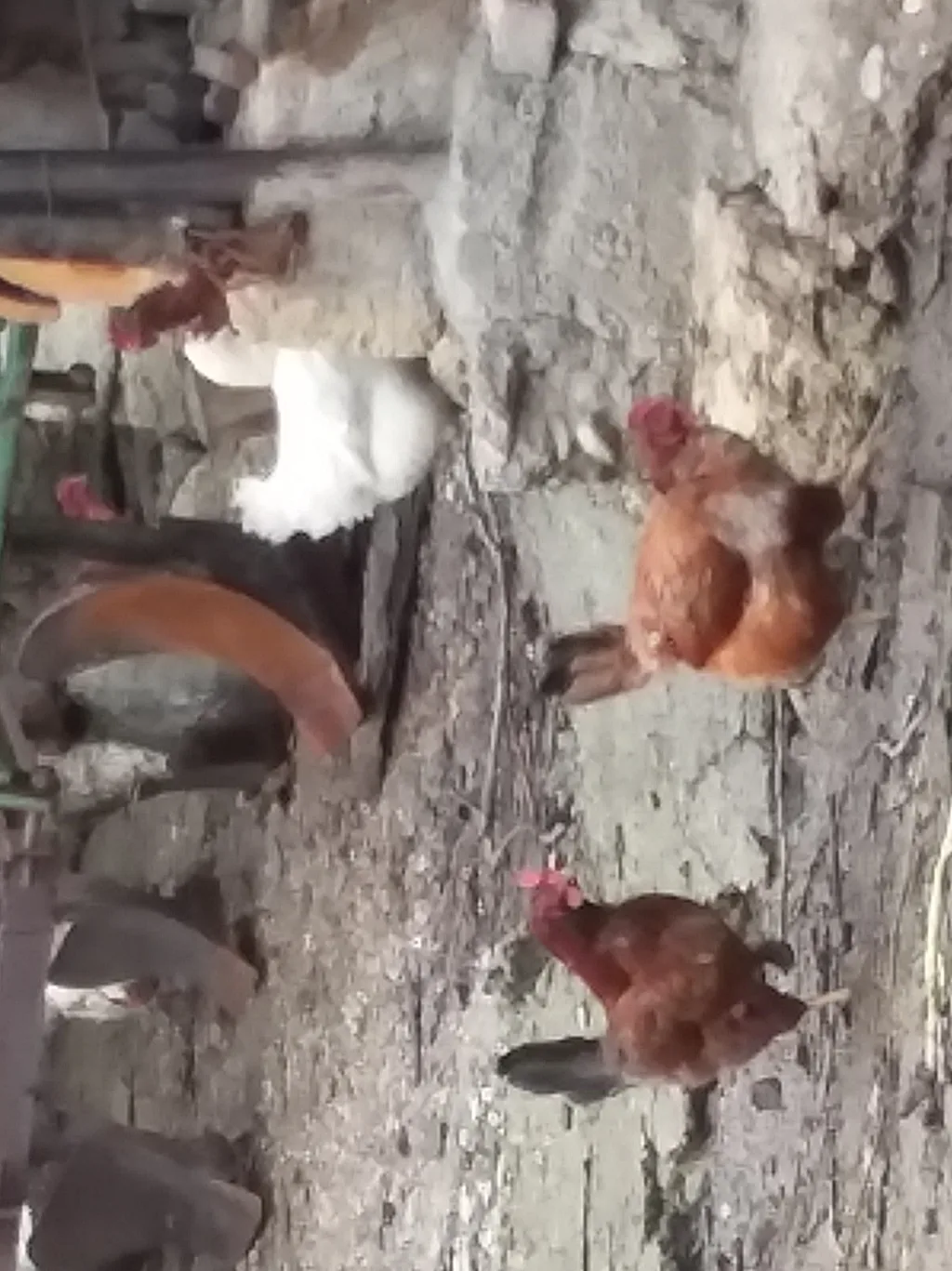 Sombor Kaporka Tavuğu