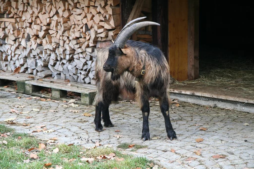 Stiefelgeiss Keçisi