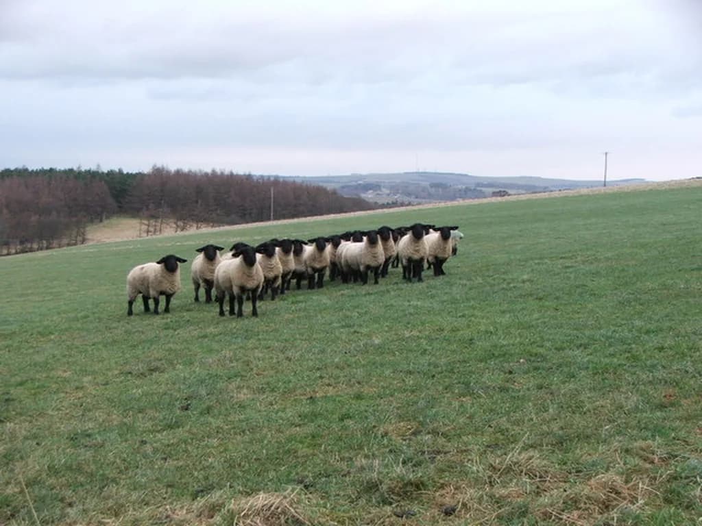 Suffolk Koyunu