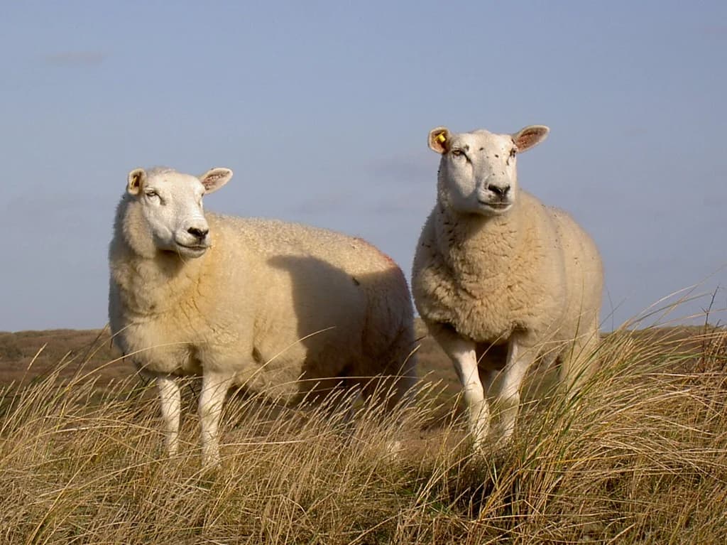 Texel-Criollo Lebrija Koyunu