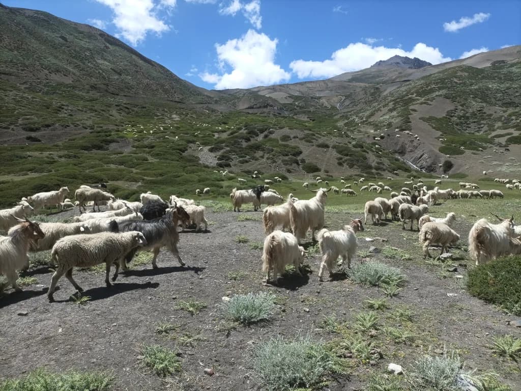 Tibet Koyunu