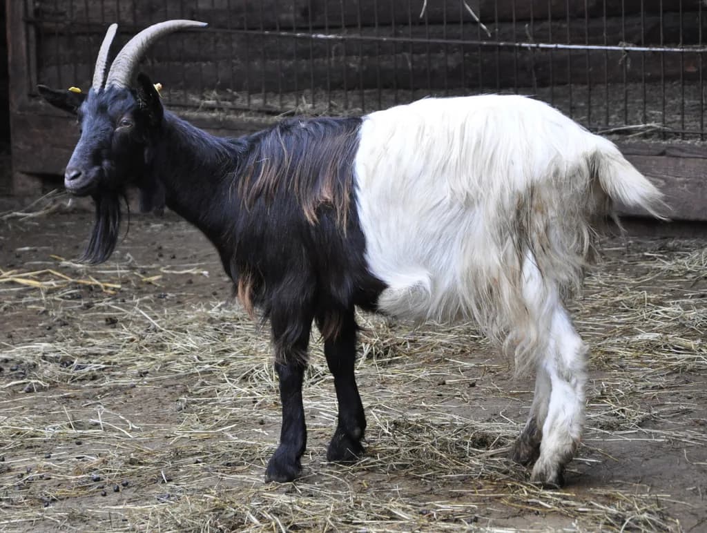 Valais Blackneck