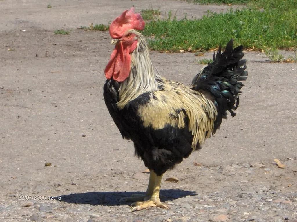 Yurlov Crower Tavuğu