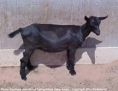 Zhiwulin Black