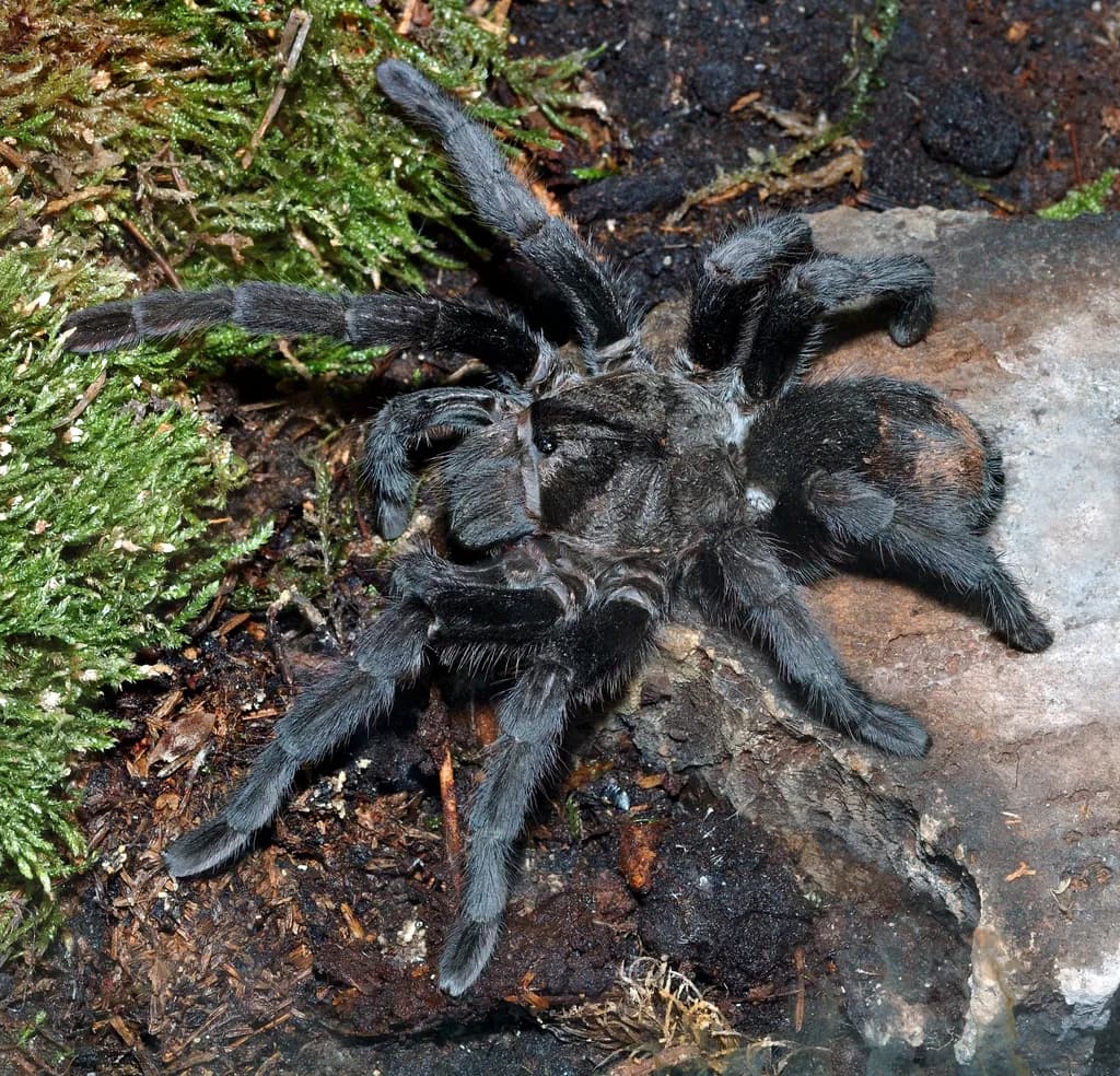 Brezilya Siyah Tarantulası