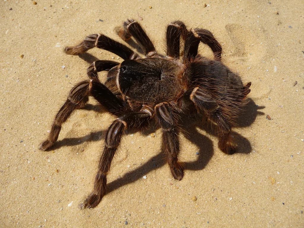 Brezilya Somon Pembe Tarantula