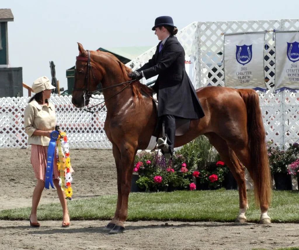 Amerikan Saddlebred