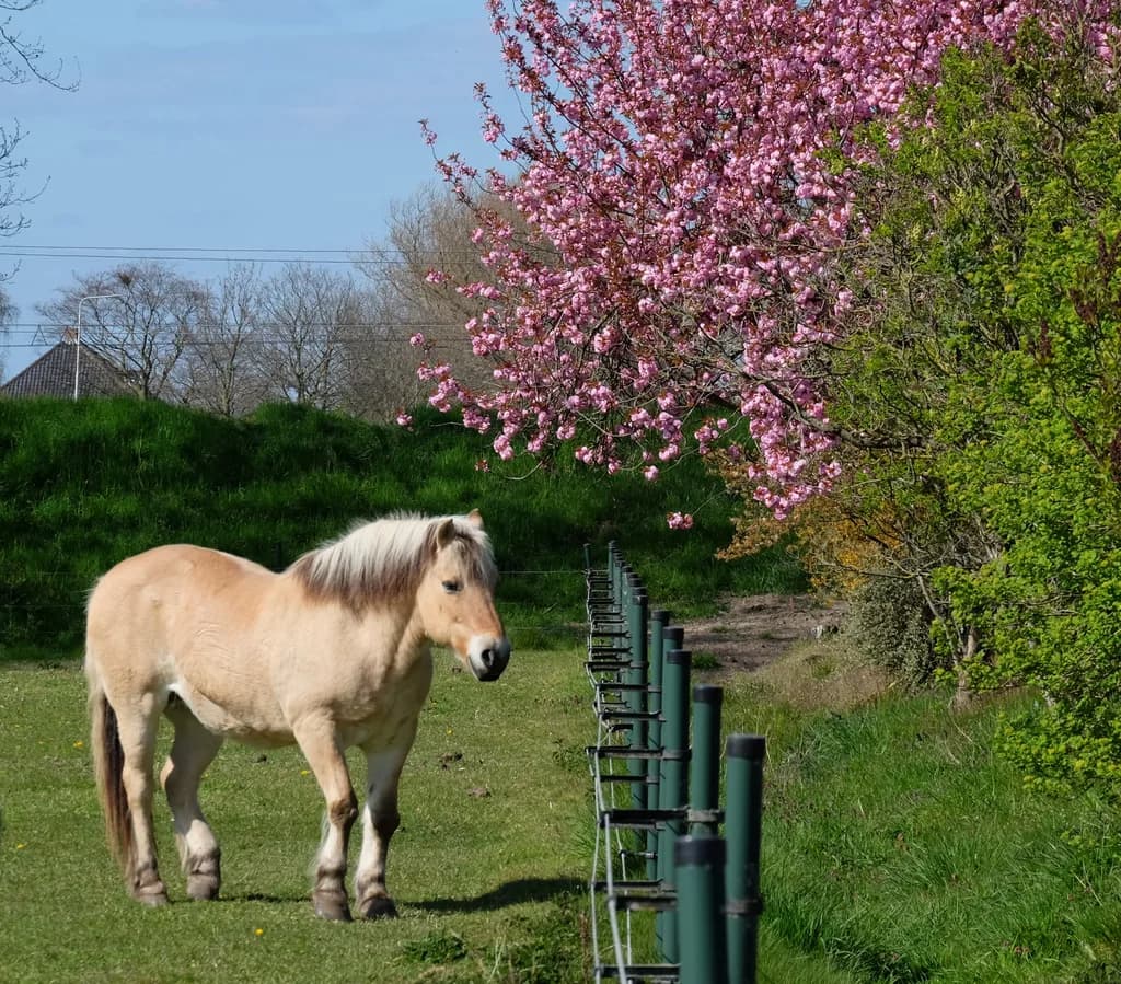 Gelderland Atı