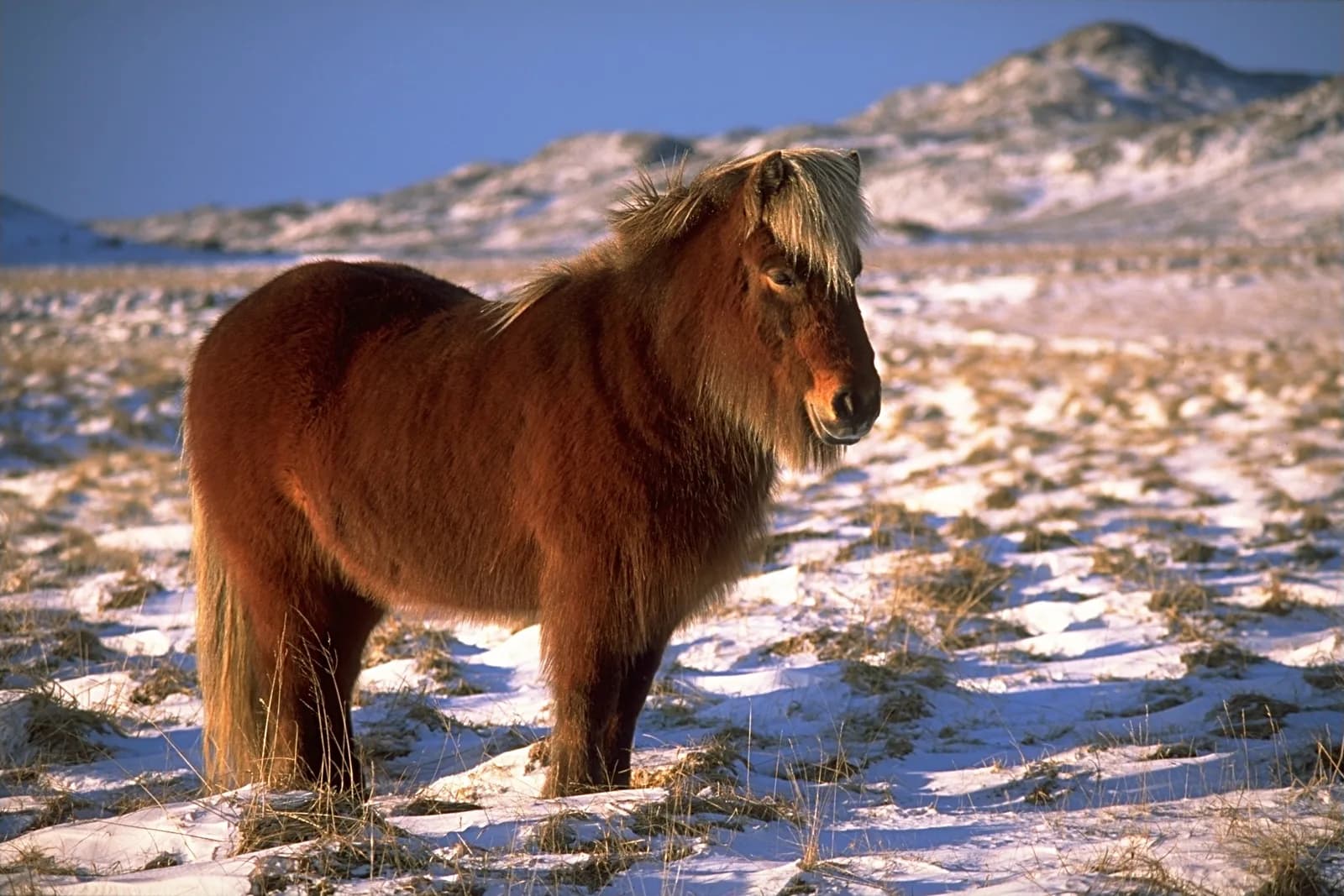 Welsh Midillisi (Bölüm B)