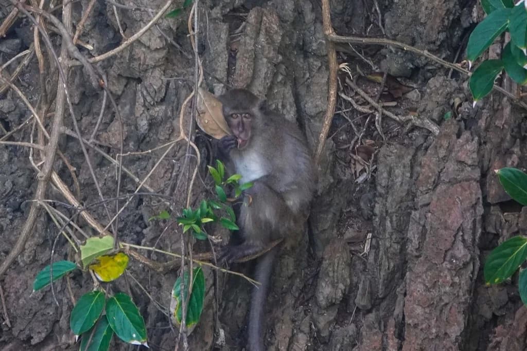 Crab-eating Macaque