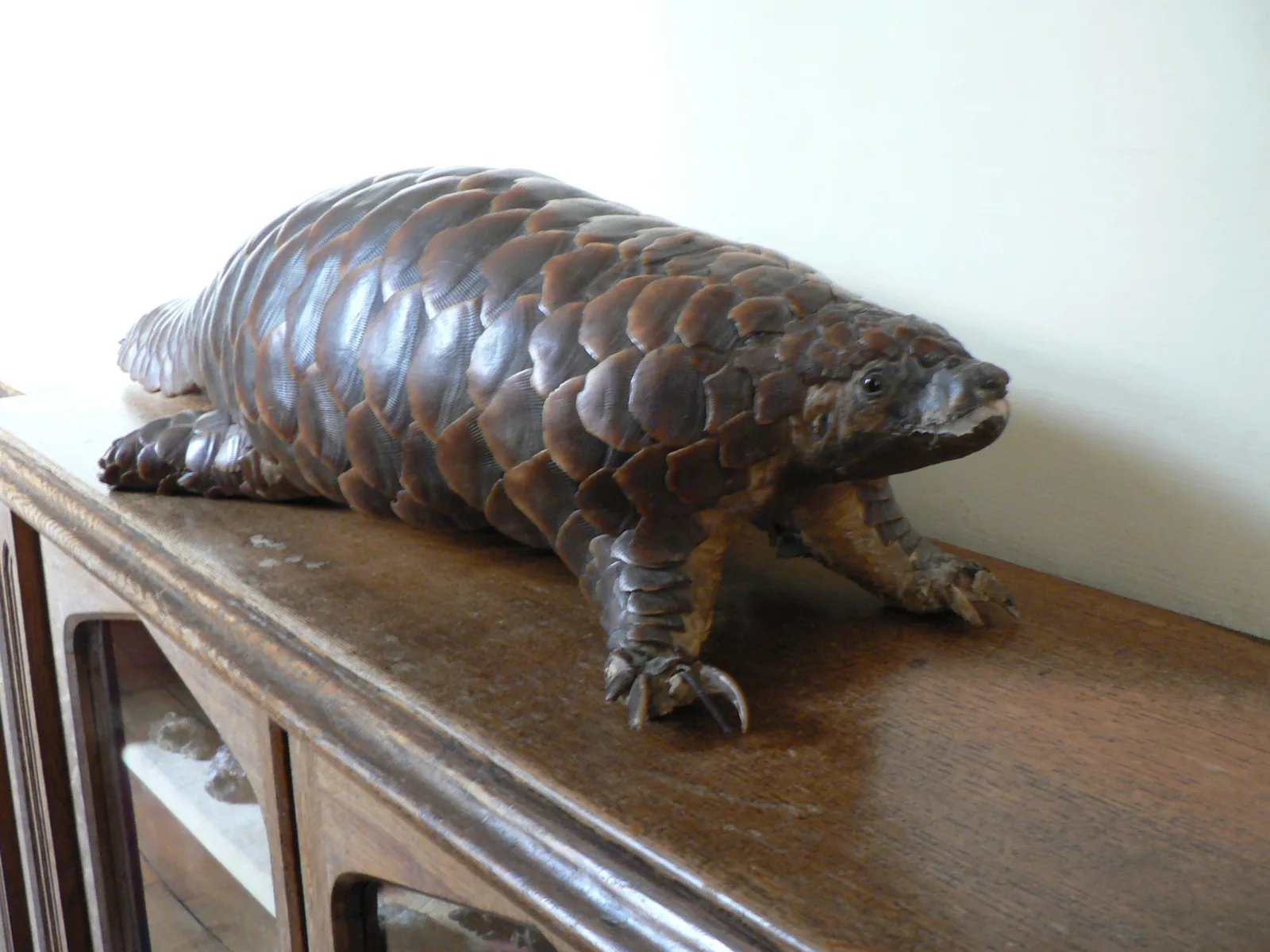 Pangolin