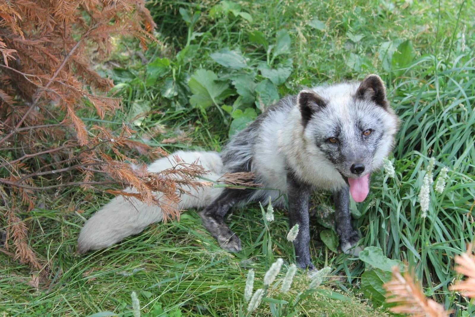 Kanada Gümüş Tilkisi