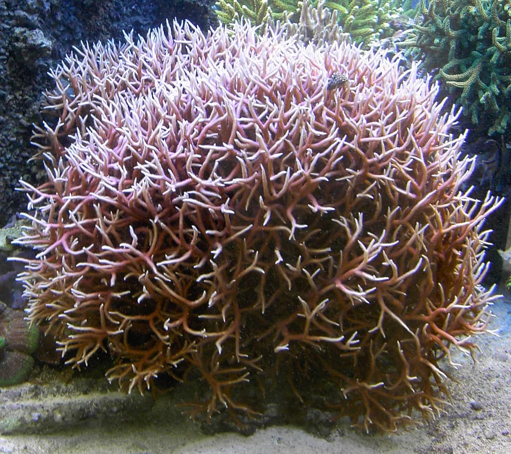 Birdsnest Coral