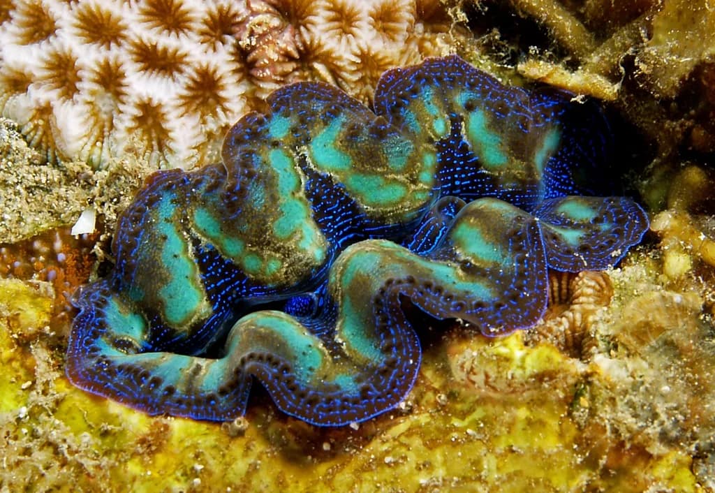 Crocea Midyesi