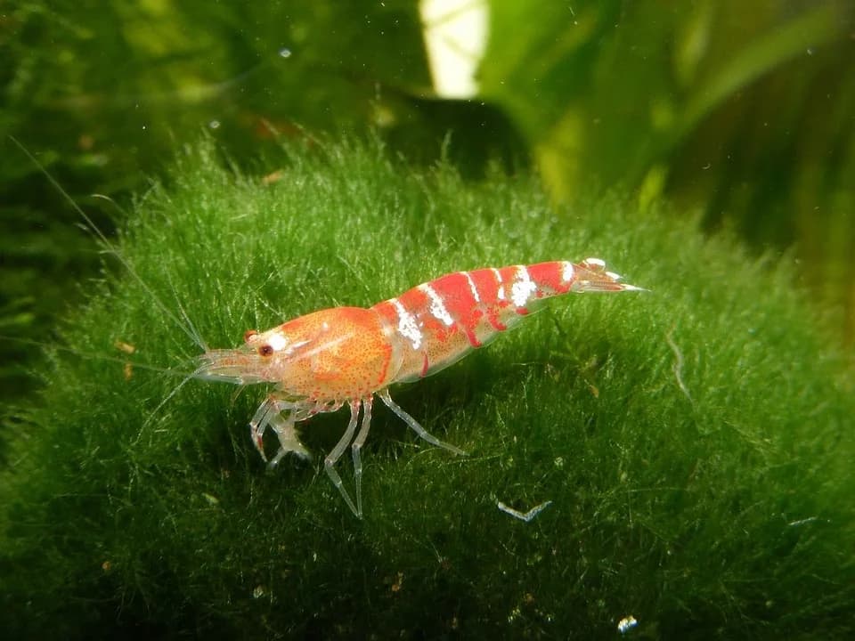Harlekvin Karidesi