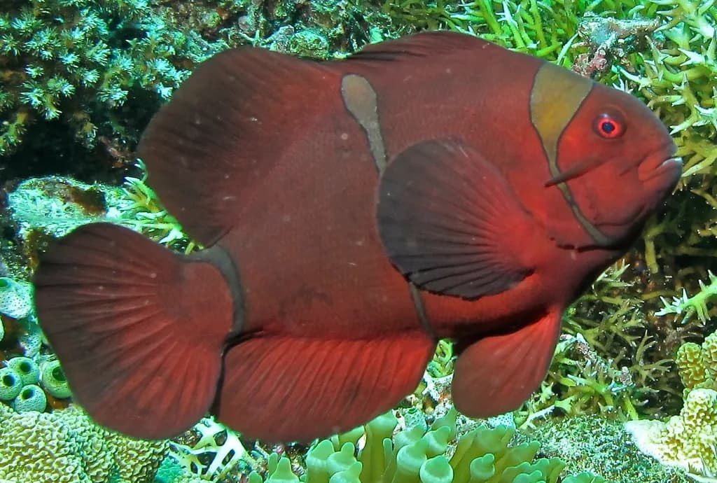 Bordo Palyaço Balığı