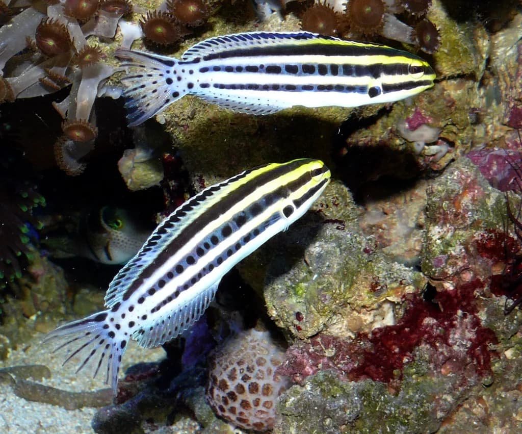 Çizgili Zehirli Dişli Blenny