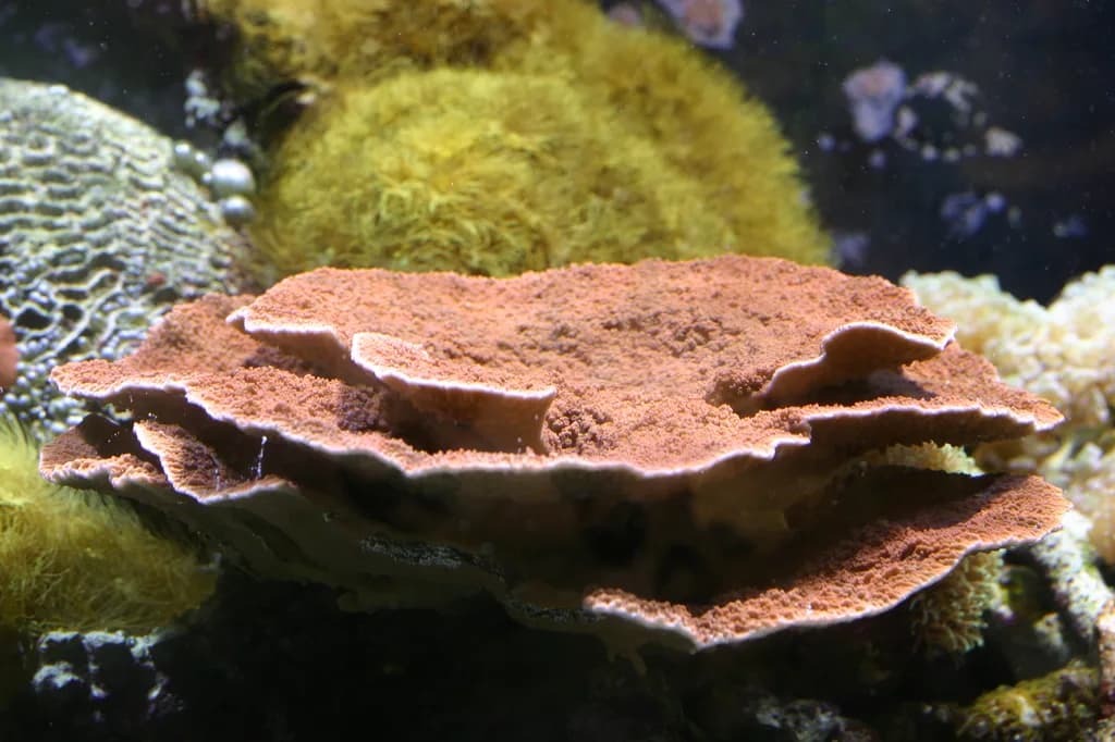 Montipora SPS Mercanı
