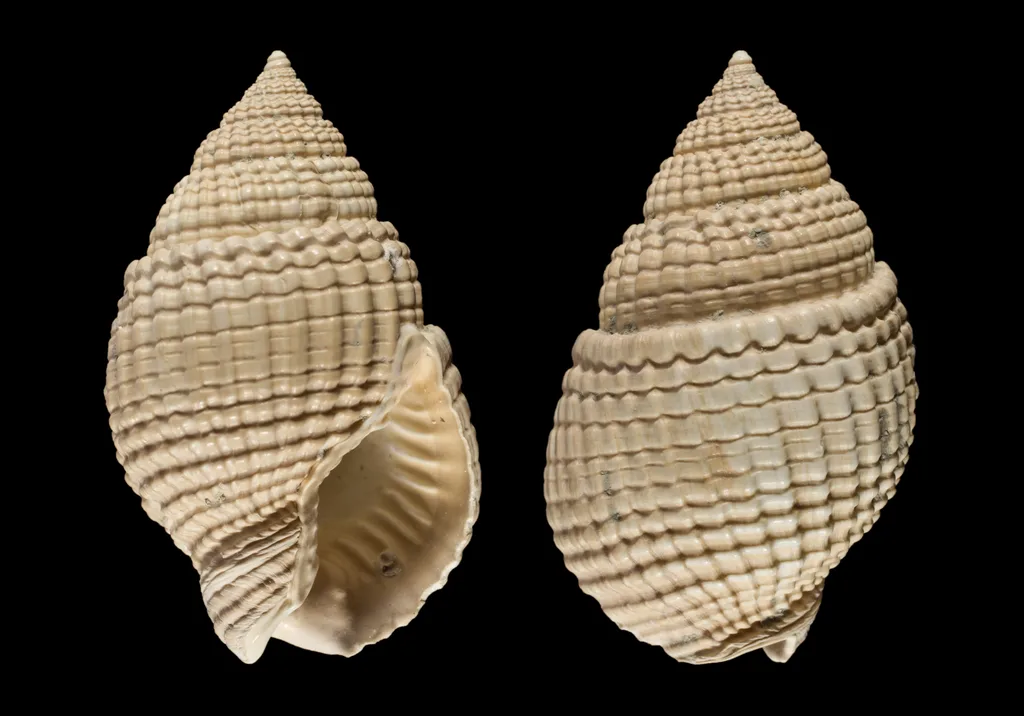 Nassarius Salyangozu