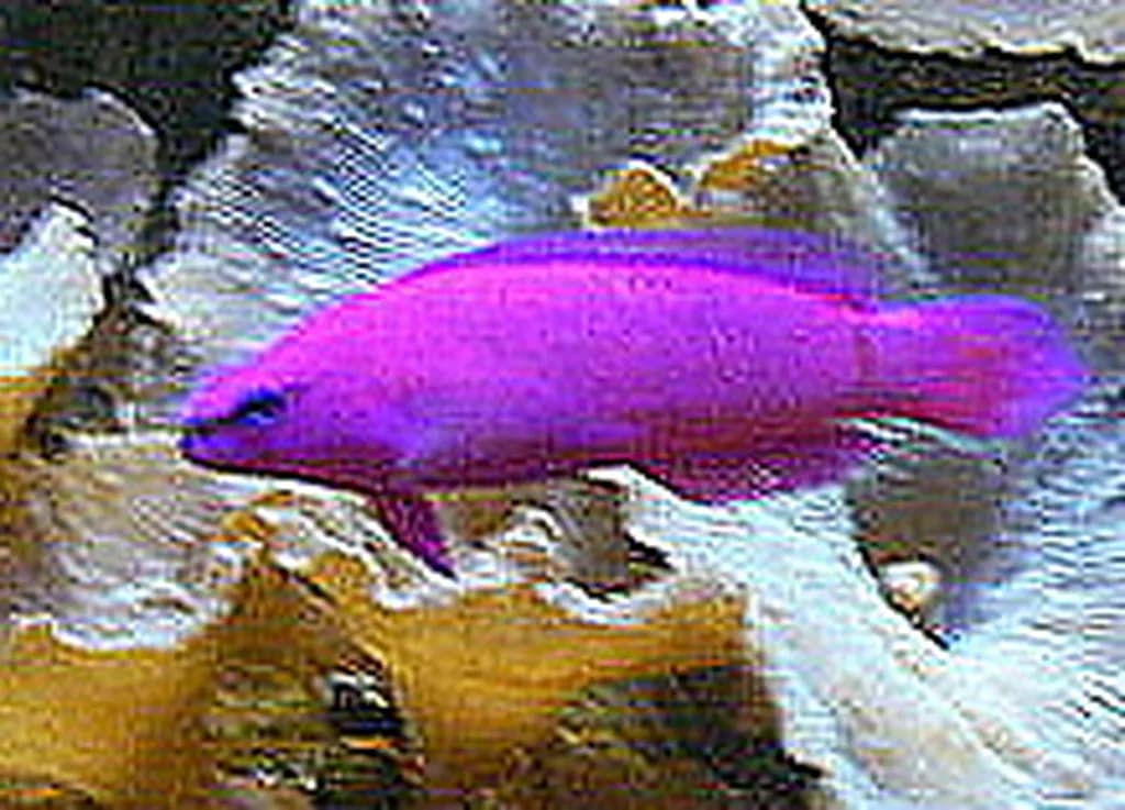 Orchid Dottyback