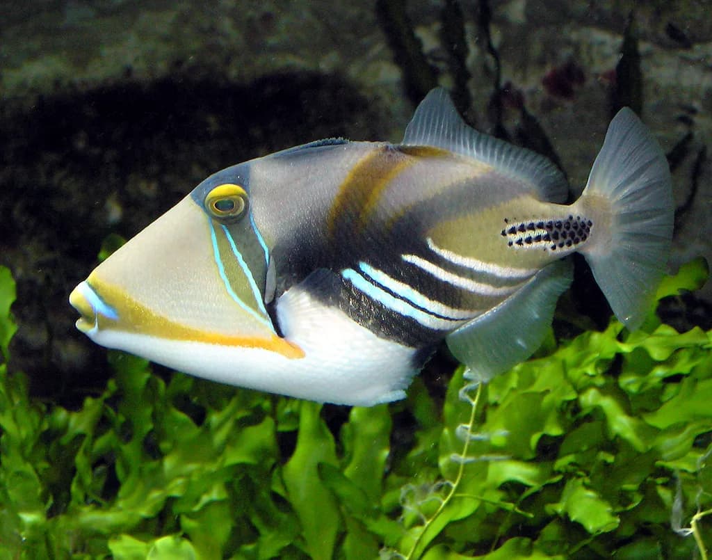 Picasso Tetik Balığı