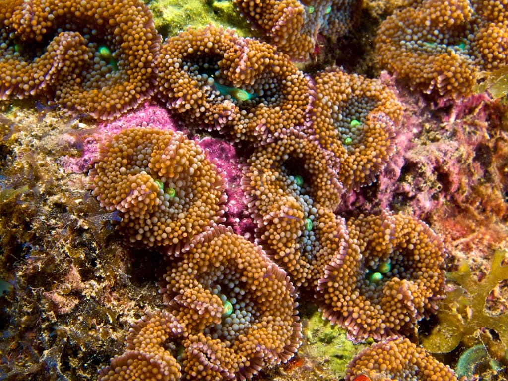 Ricordea Florida Mercanı