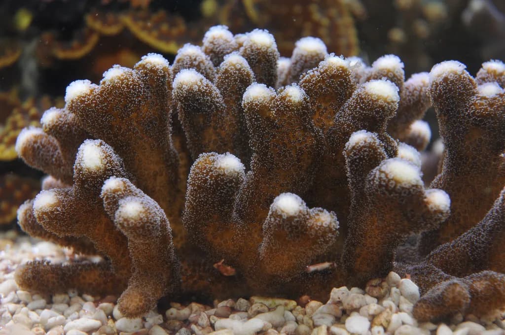 Stylophora SPS